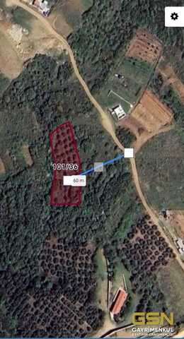 3-BALIKESİR BANDIRMA SAHİL YENİCEDE DENİZ MANZARALI SATILIK ZEYTİNLİK